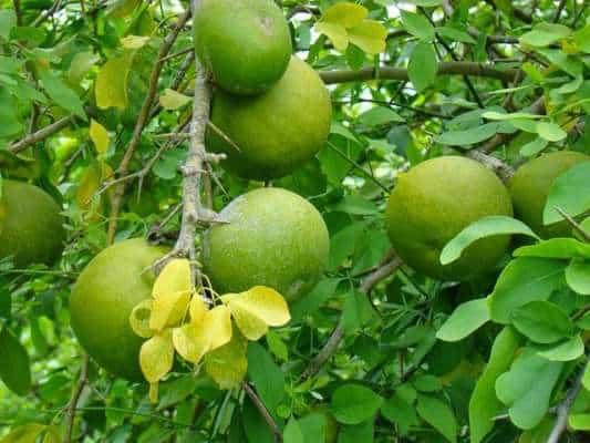 You can get rid of any kind of diseases with bell leaf, know about it