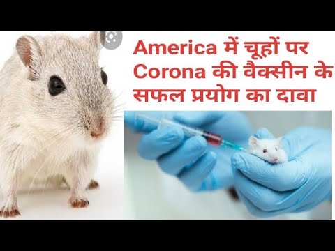 अमेरिका में चूहों पर कोरोना की वैक्सीन के सफल प्रयोग का दावा,अब होगा करोना का अंत
