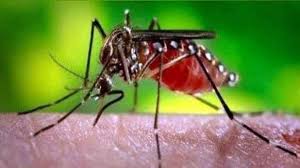 4 effective home remedies for treating dengue