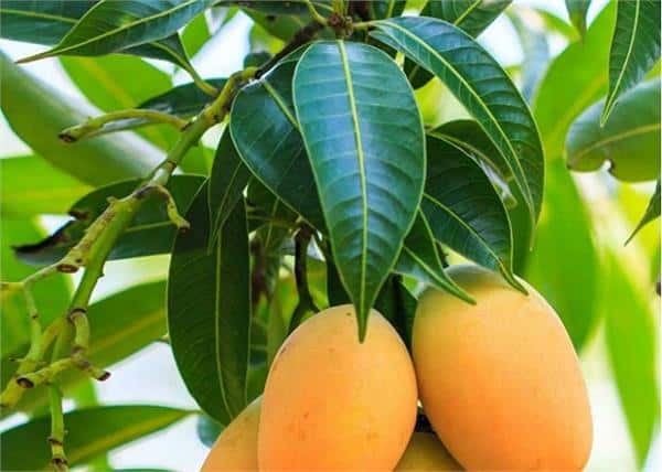 Know what are the benefits to our body by chewing mango leaves, by clicking