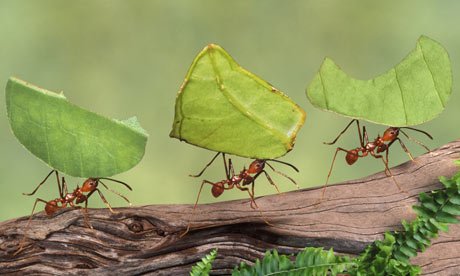Ants can lift 50 times more weight than their weight, but humans cannot do it, why know?