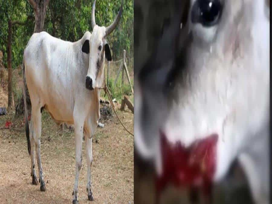 Then again, explosives fed to pregnant cow after Hathini